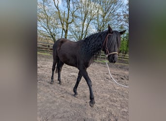 Quarab, Caballo castrado, 4 años, 160 cm, Negro