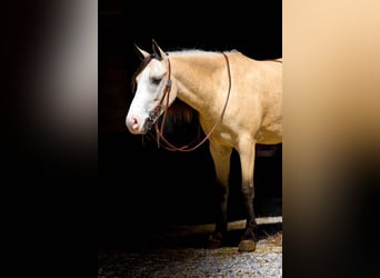 Quarab, Caballo castrado, 5 años, 132 cm, Buckskin/Bayo