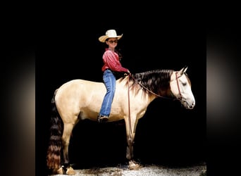 Quarab, Caballo castrado, 5 años, 132 cm, Buckskin/Bayo