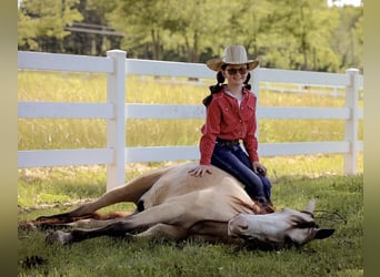 Quarab, Caballo castrado, 5 años, 132 cm, Buckskin/Bayo