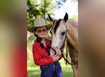 Quarab, Caballo castrado, 6 años, 132 cm, Buckskin/Bayo