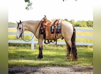 Quarab, Caballo castrado, 6 años, 132 cm, Buckskin/Bayo