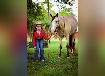 Quarab, Caballo castrado, 6 años, 132 cm, Buckskin/Bayo