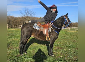 Quarab, Caballo castrado, 6 años, 155 cm, Castaño oscuro
