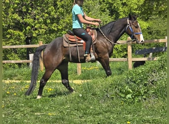 Quarab, Caballo castrado, 7 años, 155 cm, Castaño