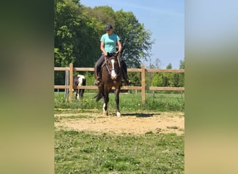 Quarab, Caballo castrado, 7 años, 155 cm, Castaño