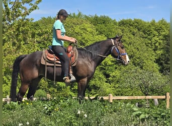 Quarab, Caballo castrado, 7 años, 155 cm, Castaño