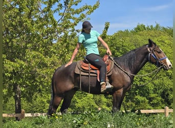 Quarab, Caballo castrado, 7 años, 155 cm, Castaño