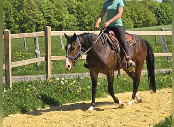 Quarab, Caballo castrado, 7 años, 155 cm, Castaño