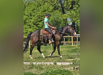 Quarab, Caballo castrado, 7 años, 155 cm, Castaño
