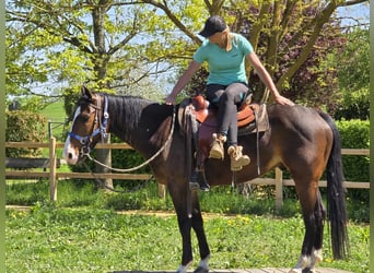 Quarab, Caballo castrado, 7 años, 155 cm, Castaño