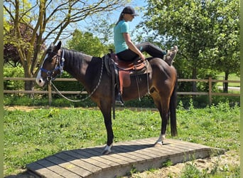 Quarab, Caballo castrado, 7 años, 155 cm, Castaño