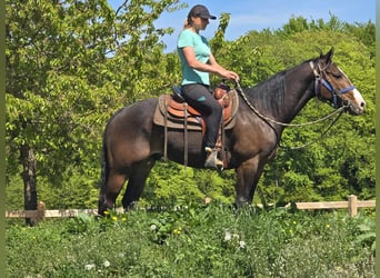 Quarab, Caballo castrado, 7 años, 155 cm, Castaño