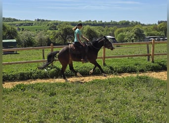 Quarab, Caballo castrado, 7 años, 155 cm, Castaño