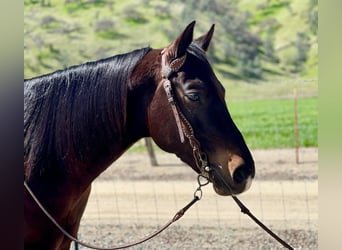 Quarab, Caballo castrado, 8 años, Castaño rojizo