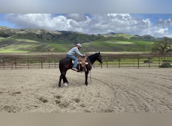 Quarab, Caballo castrado, 8 años, Castaño rojizo