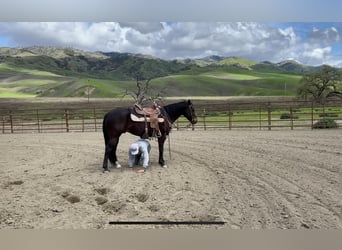 Quarab, Caballo castrado, 8 años, Castaño rojizo