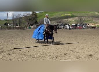 Quarab, Caballo castrado, 8 años, Castaño rojizo