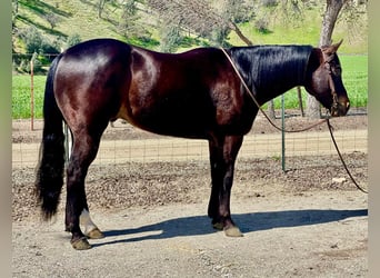 Quarab, Caballo castrado, 8 años, Castaño rojizo