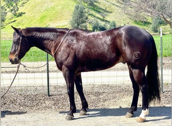 Quarab, Caballo castrado, 8 años, Castaño rojizo