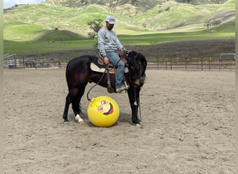 Quarab, Caballo castrado, 8 años, Castaño rojizo