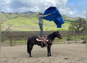 Quarab, Caballo castrado, 8 años, Castaño rojizo