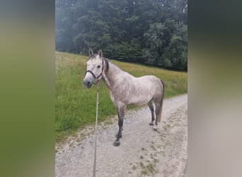 Quarab, Caballo castrado, 9 años, 154 cm, Musgo