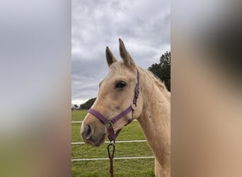 Quarab, Castrone, 2 Anni, Palomino