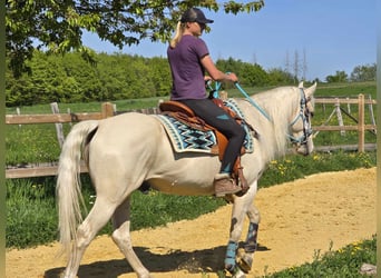 Quarab, Castrone, 4 Anni, 157 cm, Palomino