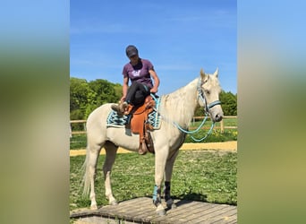Quarab, Castrone, 4 Anni, 157 cm, Palomino