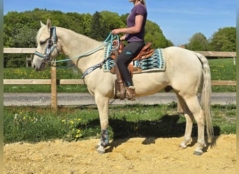 Quarab, Castrone, 4 Anni, 157 cm, Palomino