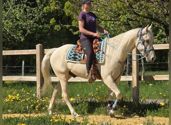 Quarab, Castrone, 4 Anni, 157 cm, Palomino