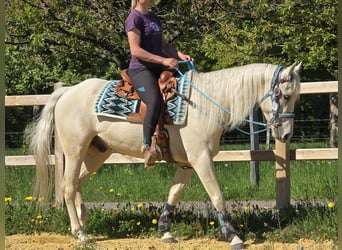 Quarab, Castrone, 4 Anni, 157 cm, Palomino