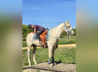 Quarab, Castrone, 4 Anni, 157 cm, Palomino