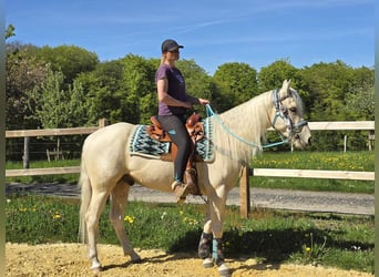 Quarab, Castrone, 4 Anni, 157 cm, Palomino