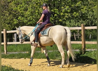 Quarab, Castrone, 4 Anni, 157 cm, Palomino