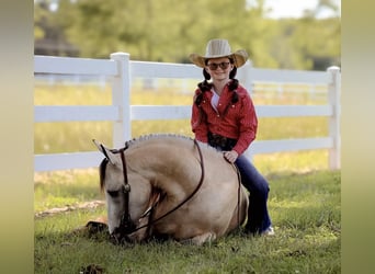 Quarab, Castrone, 6 Anni, 132 cm, Pelle di daino