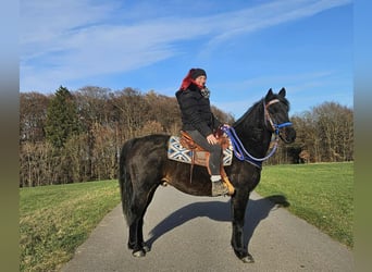 Quarab, Castrone, 6 Anni, 155 cm, Baio scuro