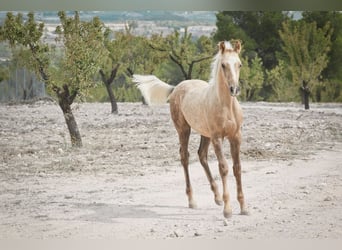 Quarab Croisé, Étalon, 1 Année, 159 cm, Palomino