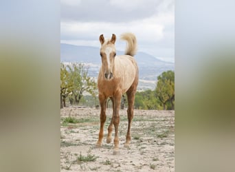 Quarab Croisé, Étalon, 1 Année, 159 cm, Palomino