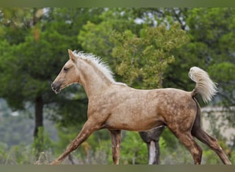 Quarab Croisé, Étalon, 1 Année, 159 cm, Palomino