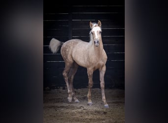 Quarab Croisé, Étalon, 1 Année, 159 cm, Palomino