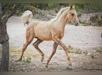 Quarab Croisé, Étalon, 1 Année, 159 cm, Palomino