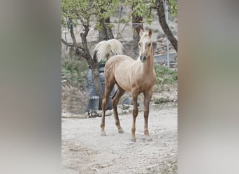 Quarab Croisé, Étalon, 1 Année, 159 cm, Palomino