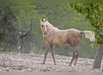 Quarab Croisé, Étalon, 1 Année, 159 cm, Palomino