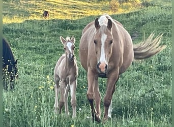 Quarab Croisé, Étalon, 1 Année, Palomino