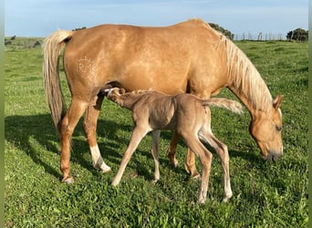 Quarab Croisé, Étalon, 1 Année, Palomino