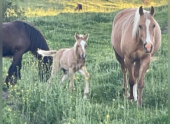 Quarab Croisé, Étalon, 1 Année, Palomino