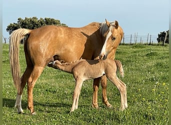 Quarab Croisé, Étalon, 1 Année, Palomino