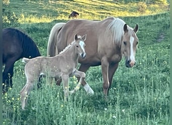 Quarab Croisé, Étalon, 1 Année, Palomino